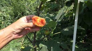 Инжир Корделия,основной урожай