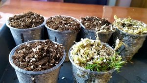 Пузырчатка "Сандерсона"( Utricularia "Sandersonii"). Пересадка.