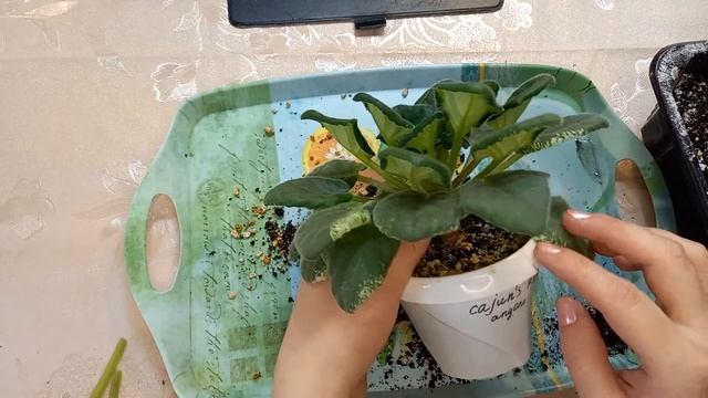 Вытянувшийся стволик у фиалки Два способа решения проблемы смотреть онлайн