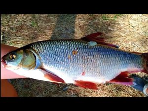 ОТЛИЧНОЕ МЕСТО ДЛЯ БЕРЕГОВОЙ РЫБАЛКИ НА СПИННИНГ, ДОНКИ, ЗАКИДУШКИ. РЫБАЛКА С НОЧЁВКОЙ