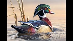 РЕКОМЕНДАЦИИ КАК ПРАВИЛЬНО ЦЕЛИТЬСЯ В УТОК НА ОХОТЕ. ОШИБКИ МОЛОДЫХ ОХОТНИКОВ.