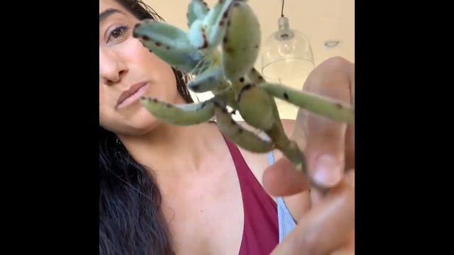 Kalanchoe Tomentosa - Panda Plant | Sara Bendrick смотреть онлайн