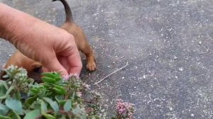 кроличья и карликовая такса гуляют в джунглях. Mini dogi