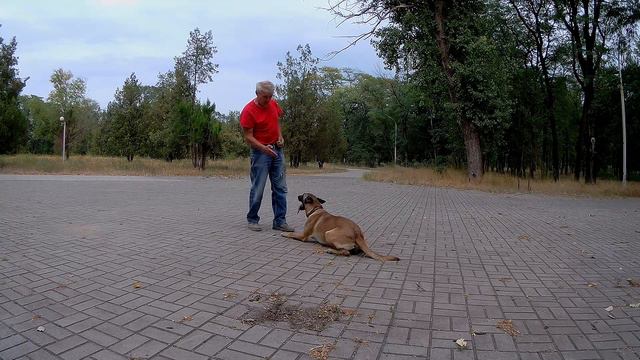 Бельгийская овчарка малинуа Альф занятие после физической нагрузки смотреть онлайн