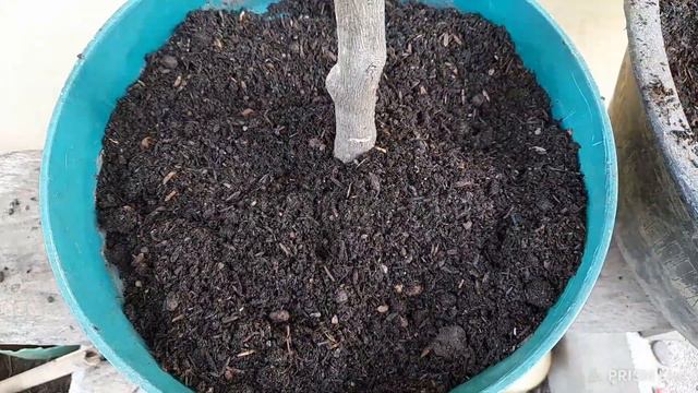 Bougainvillea : Menanam Hasil Dongkel [2] смотреть онлайн