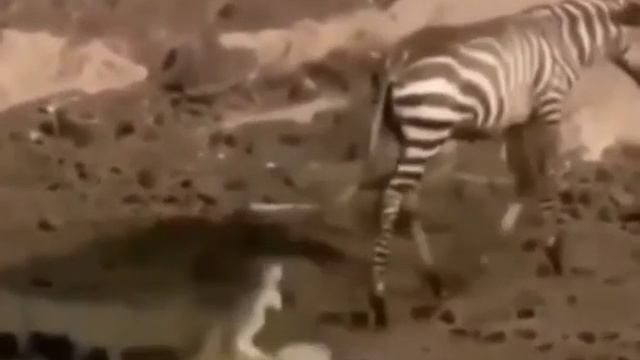 И БОЖЕ УСЛЫШАЛ ЗЕБРУ)! смотреть онлайн