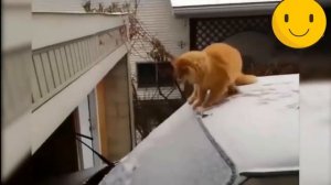 Очень сильно смешные видео про котиков