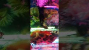УДОБРЕНИЕ АКВАДАР ДЛЯ АКВАРИУМОВ. Бюджетное не дорогое эффективное.