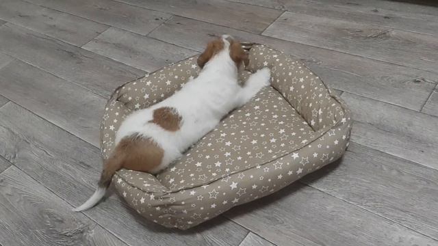 Бруклин первые дни дома. смотреть онлайн