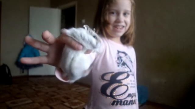 Хомяк танцует под музыку)смотреть всем) смотреть онлайн