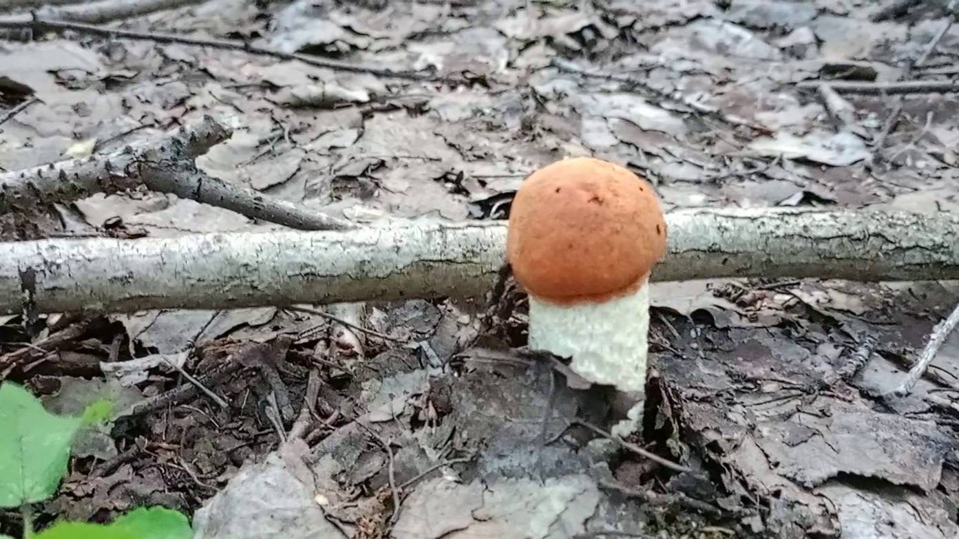 Заехали в лес на 15 минут а там... Срезать или рвать с корнем? Как правильно собирать грибы?!