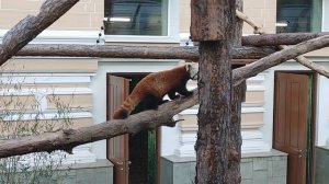 Красные панды в Московском зоопарке переехали в новый вольер