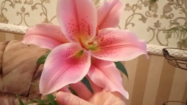 ЛИЛИИ в декабре? Да, такое может быть! Цветут и пахнут! смотреть онлайн