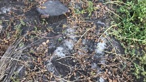 Зубатка в пергаменте на сковороде. Что поливаю в огороде.
