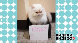 Кот на посту. Видели видео? Фрагмент выпуска от 30.01.2022