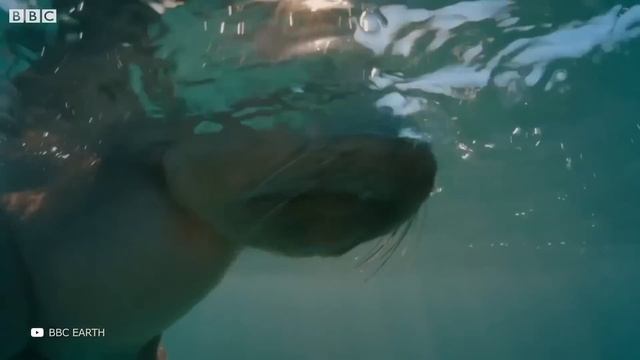 Вымершие Животные, Которых Засняли на Камеру смотреть онлайн