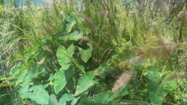 La Colocasia esculenta - printemps 2021 смотреть онлайн