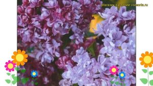 Сирень обыкновенная Колхозница. Краткий обзор, описание характеристик syringa vulgaris Kolchoznica