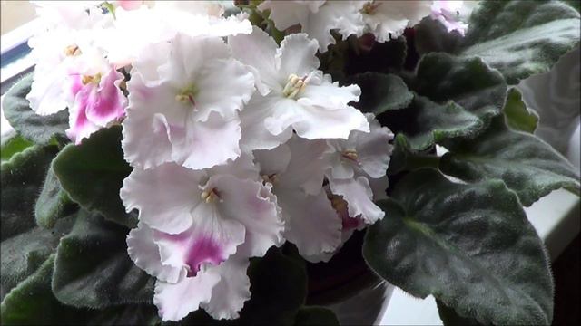 Blattkaktus und Usambaraveilchen смотреть онлайн