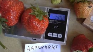 ДАРСЕЛЕКТ и ДЖОЛИ -  старые, проверенные сорта тоже не подводят.../11..06.19