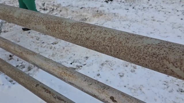Ранчо на Урале/ Родился еще один жеребенок/ Отсортировали жеребят от нянек