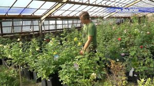 Эксперимент по применению Вигор Форте и препаратов Агровин на розе сорта Грэкхем Томас, часть 2