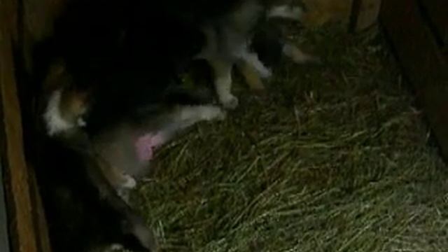 Щенки Чешский волчак+Хаски смотреть онлайн