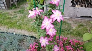 Тенелюбивый клематис Асао.