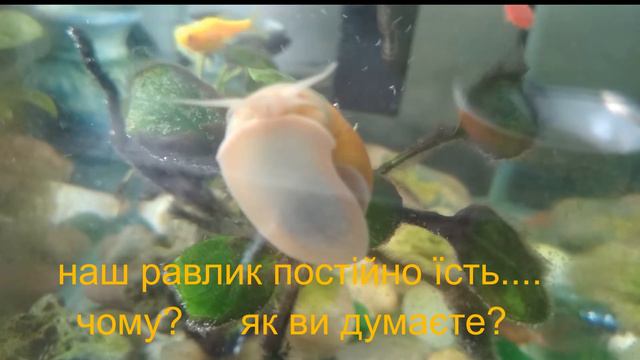 АКВАРІУМ. РАВЛИК АМПУЛЯРІЯ. ЧОМУ ВОНА ПОСТІЙНО ЇСТЬ?/АКВАРИУМ.УЛИТКА АМПУЛЯРИЯ.ПОЧЕМУ ПОСТОЯННО ЕСТ смотреть онлайн