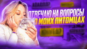 В моем доме живёт три собаки и кошки ! Откуда они у меня?! Вопрос который интересует многих