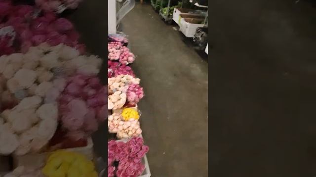 МИЛЛИОН АЛЫХ РОЗ смотреть онлайн