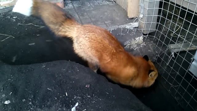 Содержание лисы: зачем нужен вольер