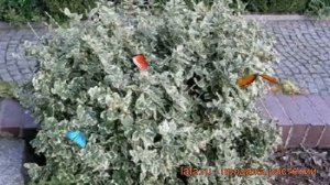 Бересклет форчуна Харлеквин (euonymus fortunei) ? обзор: как сажать, саженцы бересклета Харлеквин