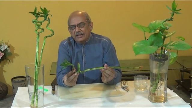How to Grow Lucky Bamboo || Propagate Lucky Bamboo || Grow in Water || Indoor Care смотреть онлайн