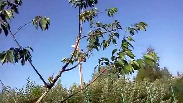 Волшебная грядка Что растёт не растёт в садоводстве Питере смотреть онлайн