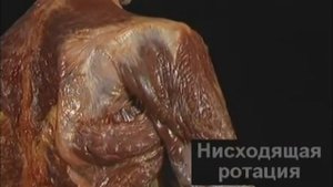 1.1.3 движения ключицы и лопатки (0.59)