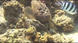 Предельная глубина - 309 - Опасные обитатели Красного Моря.