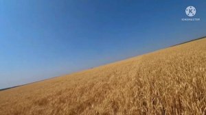 Нива СК-5 с дополнительным решетом на уборке пшеницы
