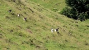 #waikarimoana Goat shooting in New Zealand part 3