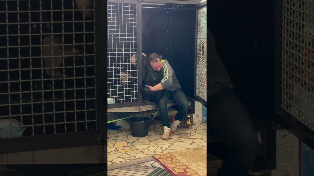 Вот так смеются обезьяны! Реакция шимпанзе на щекотки смотреть онлайн