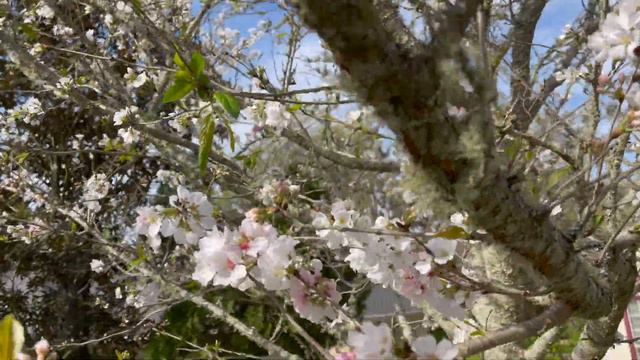 Yoshino Cherry Tree смотреть онлайн