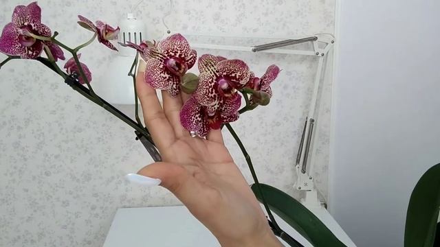 Орхидея Клеопатра 16 / Phal. Kleopatra 16. Мой выигрыш?❤️