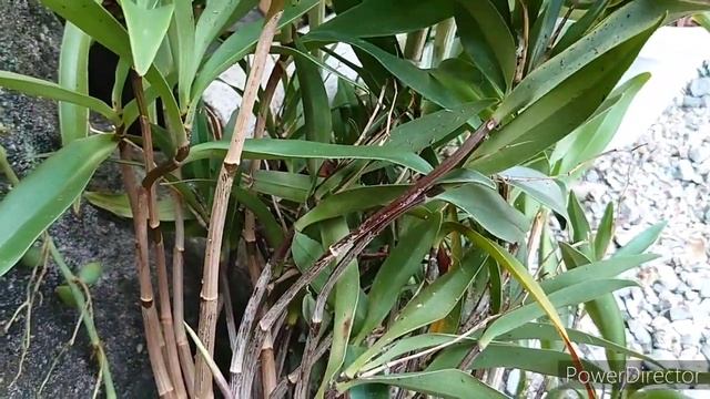 Горшки и посадки орхидей 2 смотреть онлайн