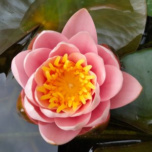 Нимфеи_пруды и водоемы