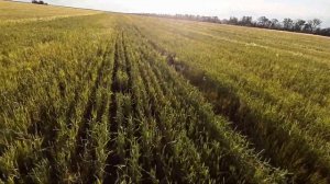 Состояние пшеницы на 26.05.2020! Урожайность 10 ц?! Губернатор дона, Безостая 100