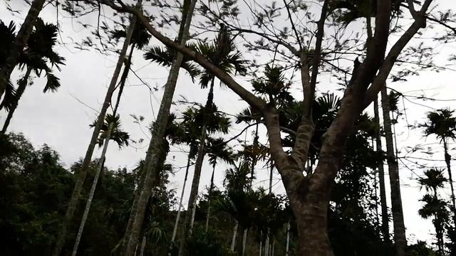 Китай 1812 Хайнань Тропический парк Янода смотреть онлайн