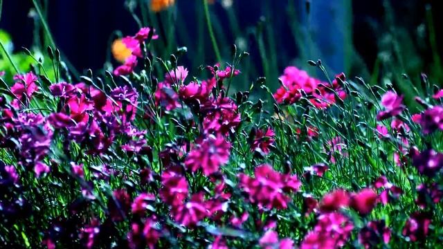 Квіти смотреть онлайн