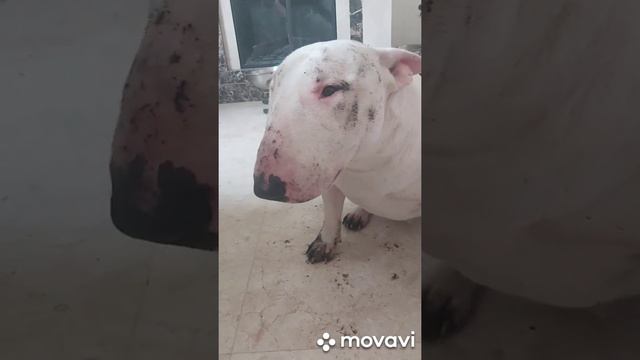 бультерьер и его плюсы и минусы😁