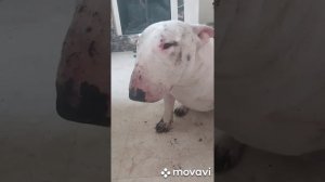бультерьер и его плюсы и минусы😁