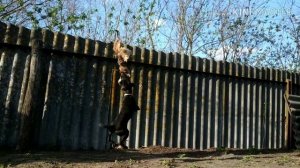 Паттердейл Терьер patterdale terrier